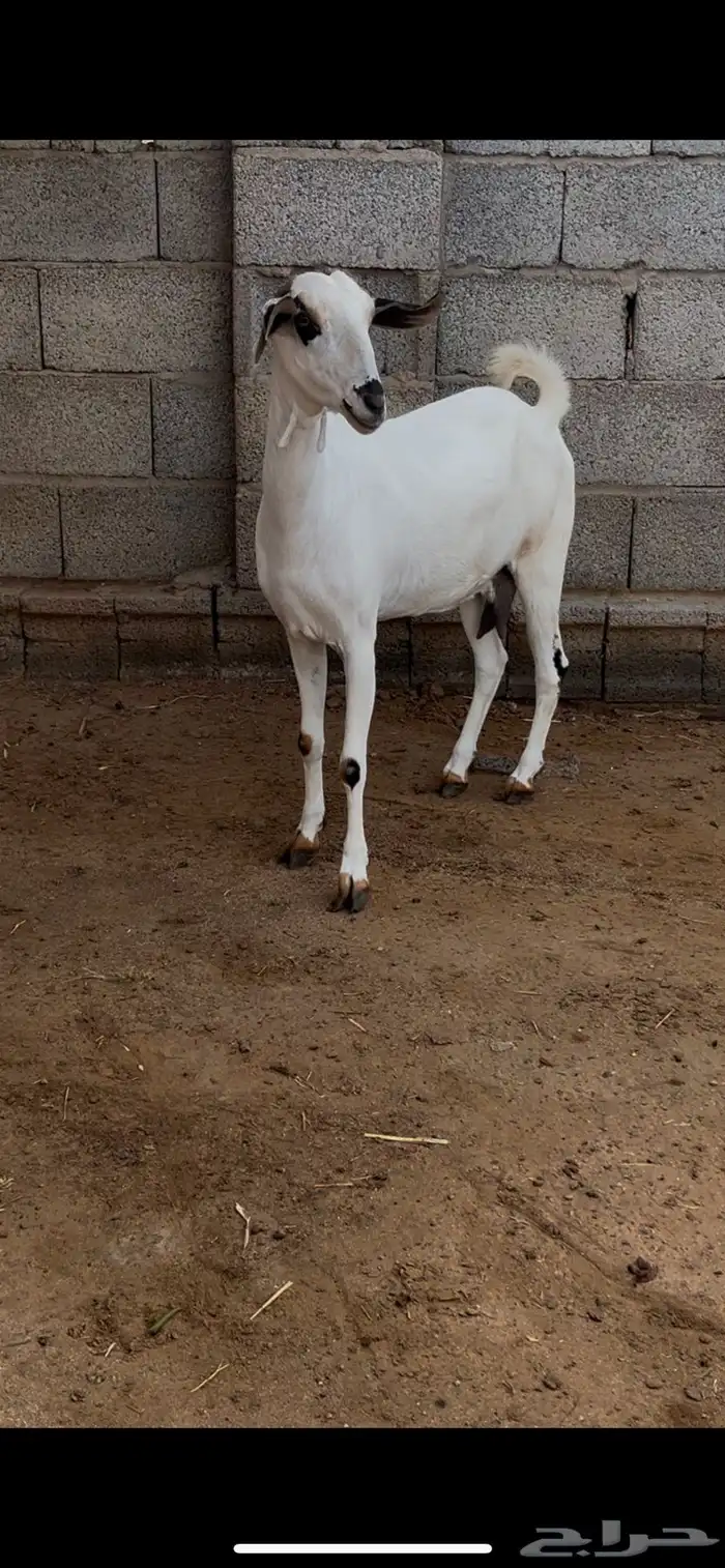 عنز بيشية دافع 0