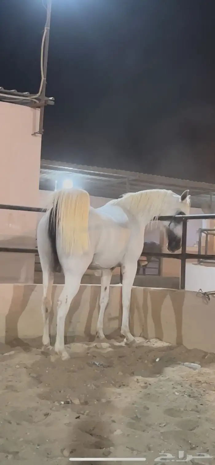 فرس واهو فاخره وسعر جميل 2