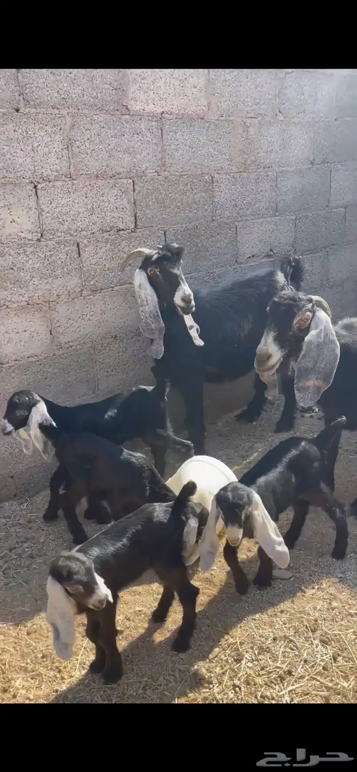 معزا خلفات 3