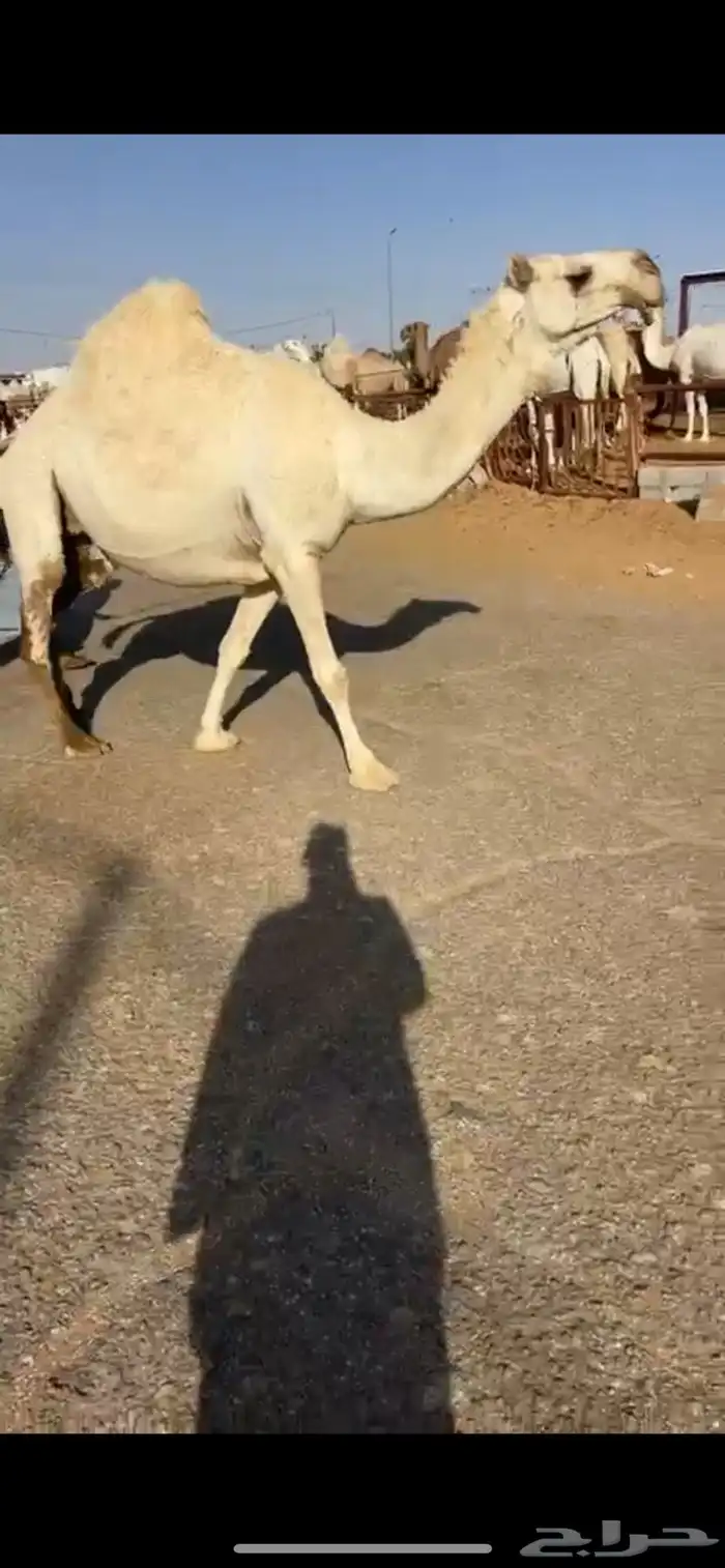 للبيع لقحه وضحاء كفو 1