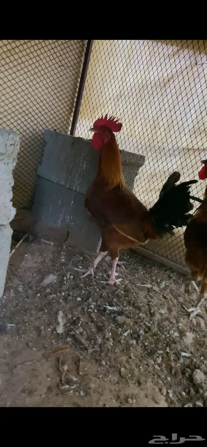 ديكين كفو للبيع 1