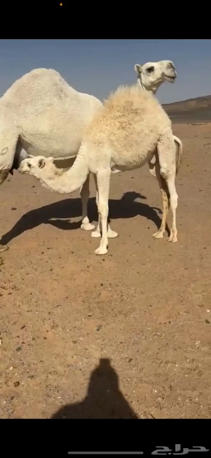 مطلوب حيران فواخر تحت امهاتها 0