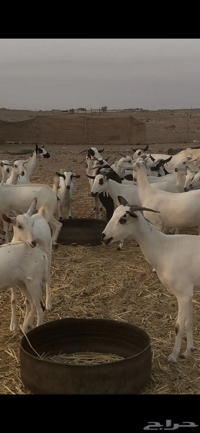 ماعز بيشيات للبيع عدد 69 راس 13