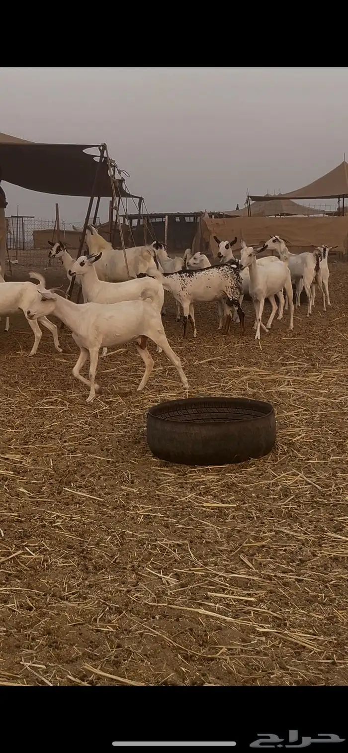 ماعز بيشيات للبيع عدد 69 راس 12