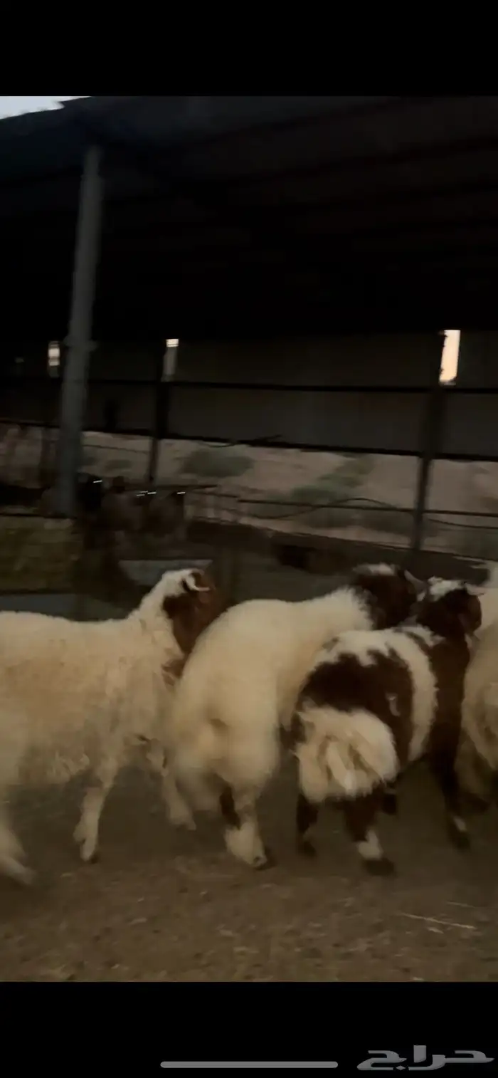 طليان نعيم مغلقه 0