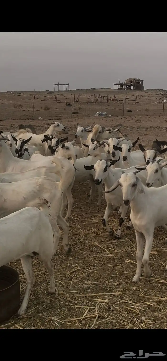 ماعز بيشيات للبيع عدد 69 راس 14