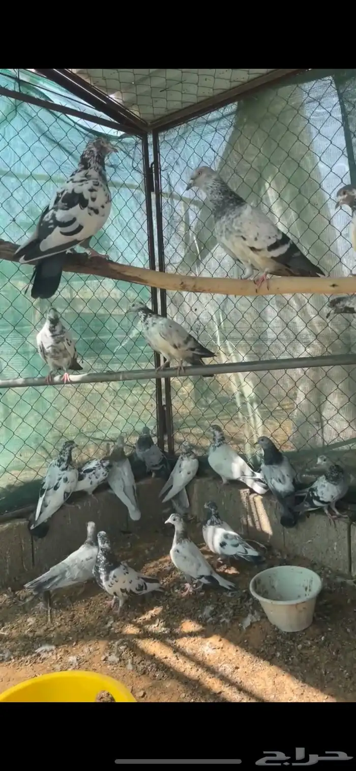 عشة حمام هندي 2