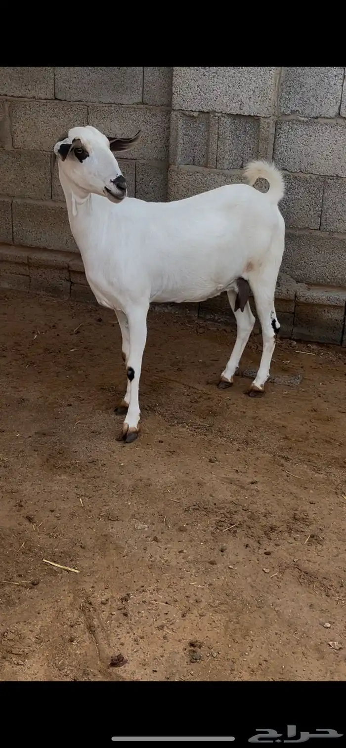 عنز بيشية دافع 1