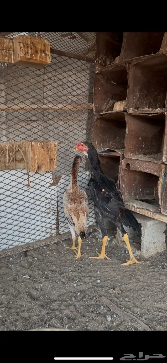 زوج شامو للبيع 1