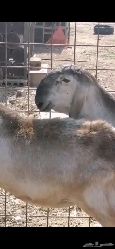 جذعات سواكن index