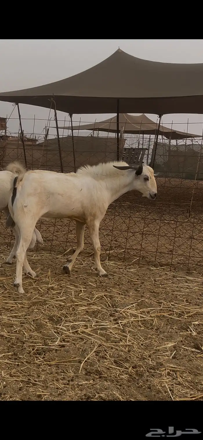 ماعز بيشيات للبيع عدد 69 راس 21