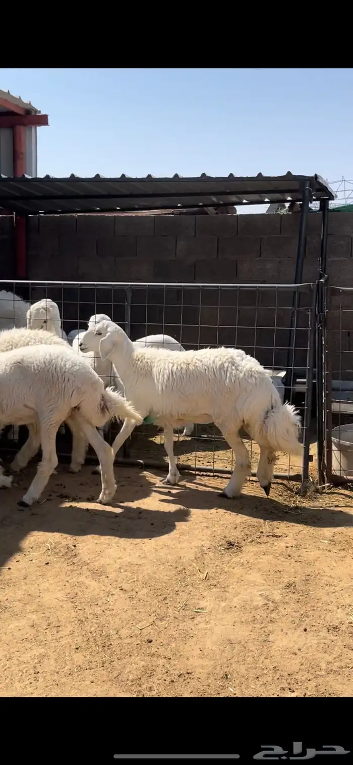 رخال حريات وطلي 7