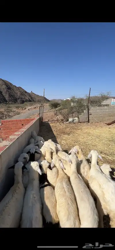 بهم تربية ع 680 index