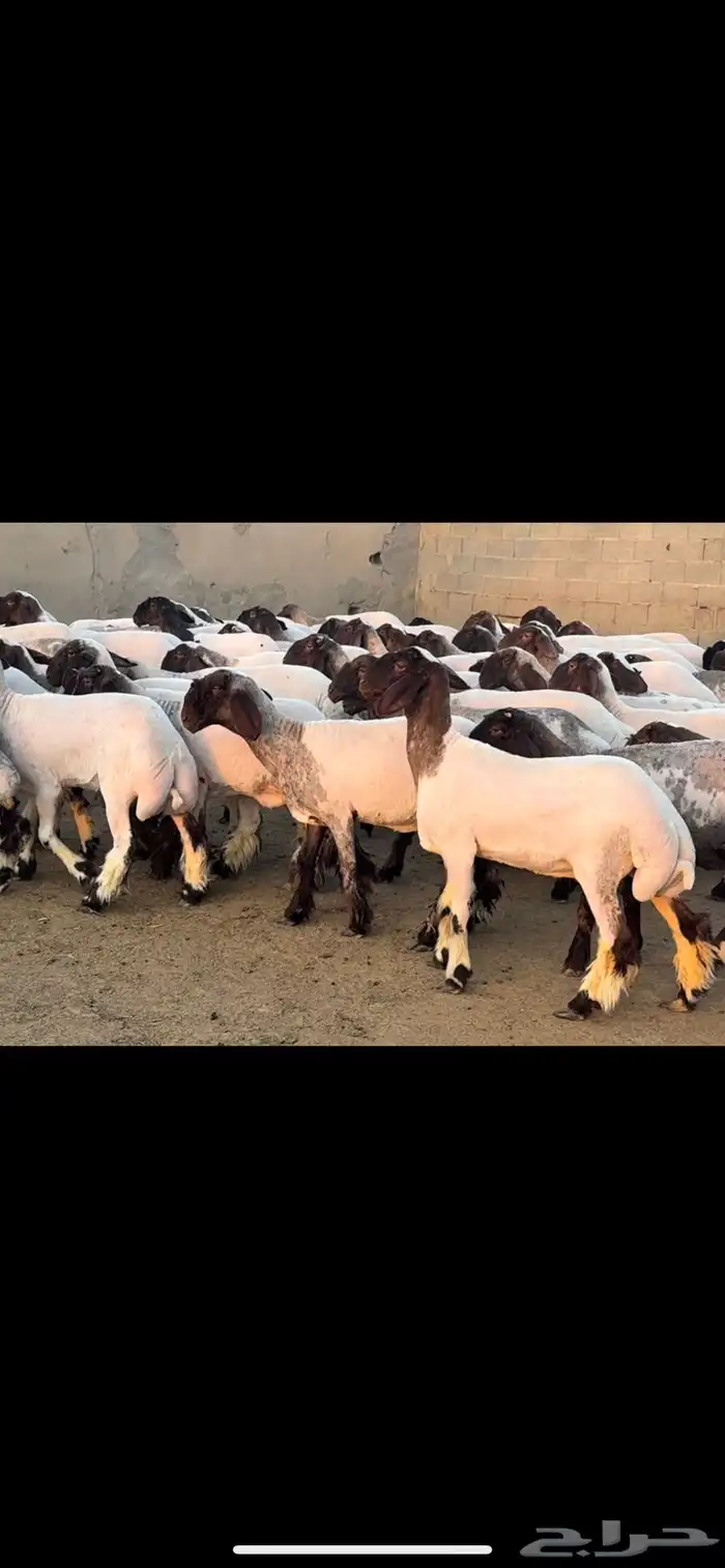 جذعات نعيم فاخره 0