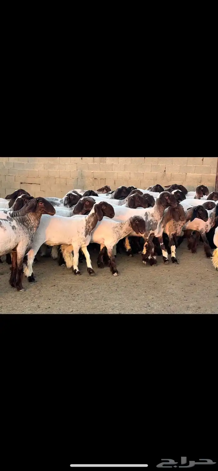 جذعات نعيم فاخره 3