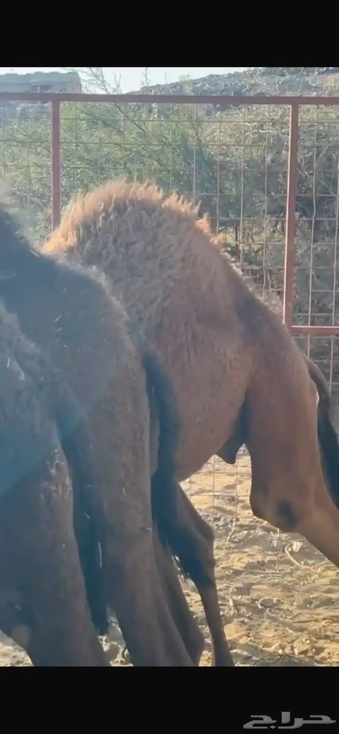 قعدان وبكار العدد 15 البع مستعجل خلال 24 ساعه بمشيئة الله 0