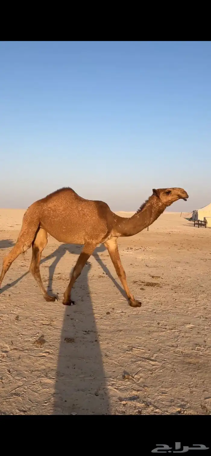 للبيع شعلا حقه طيبه 4