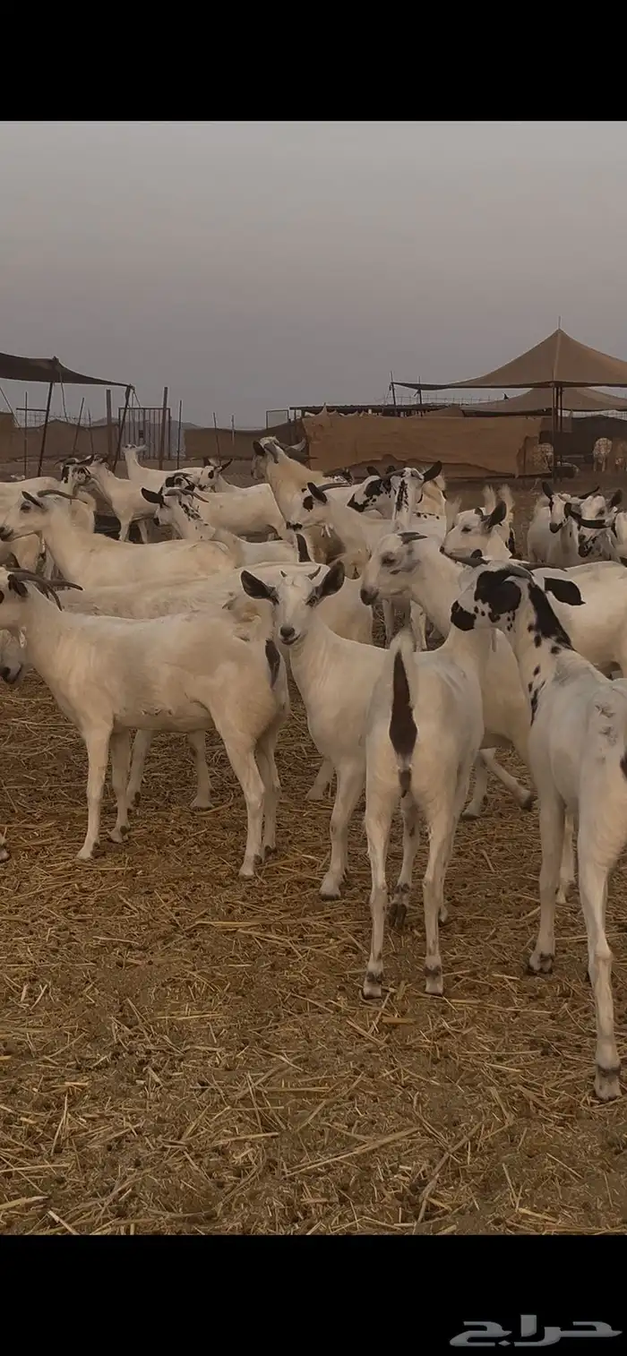 ماعز بيشيات للبيع عدد 69 راس 10