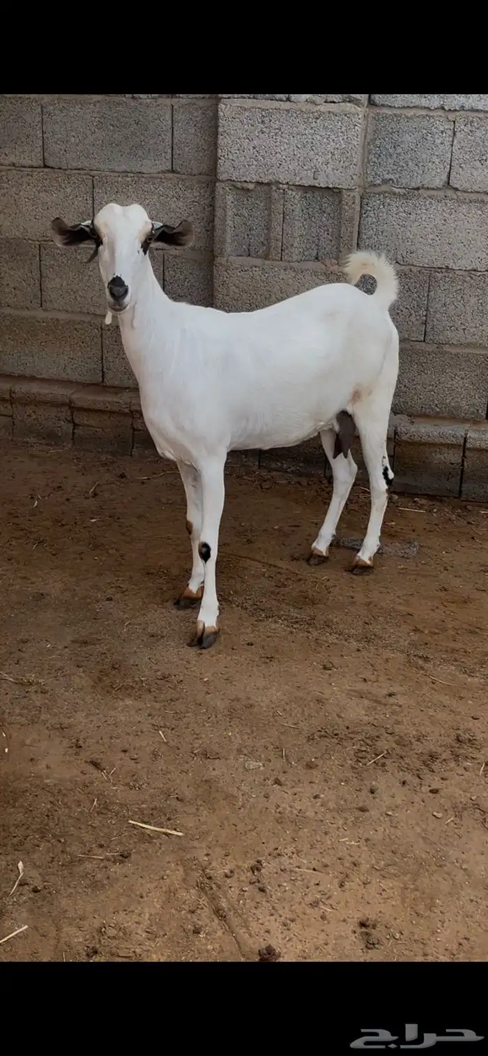 عنز بيشية دافع 2