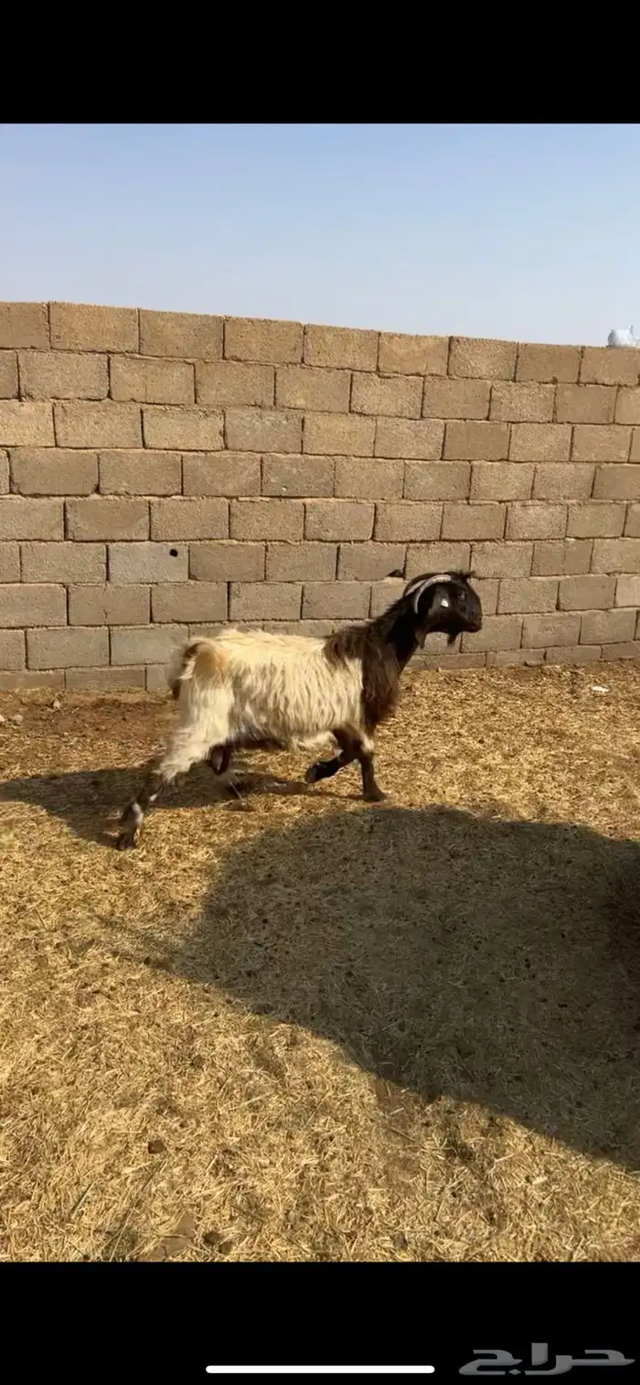 البيع عنز دافع 2