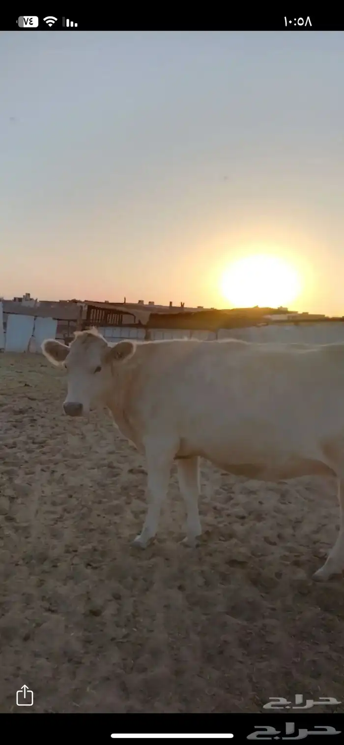 بقر الماني من سلالة بقر الراشد(( البقرة ولدت )) 5