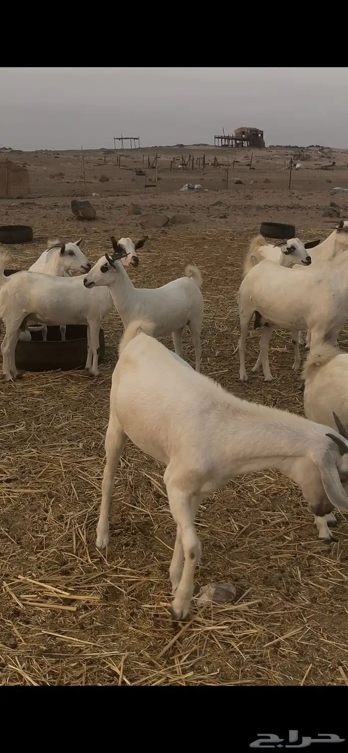 ماعز بيشيات للبيع عدد 69 راس 17