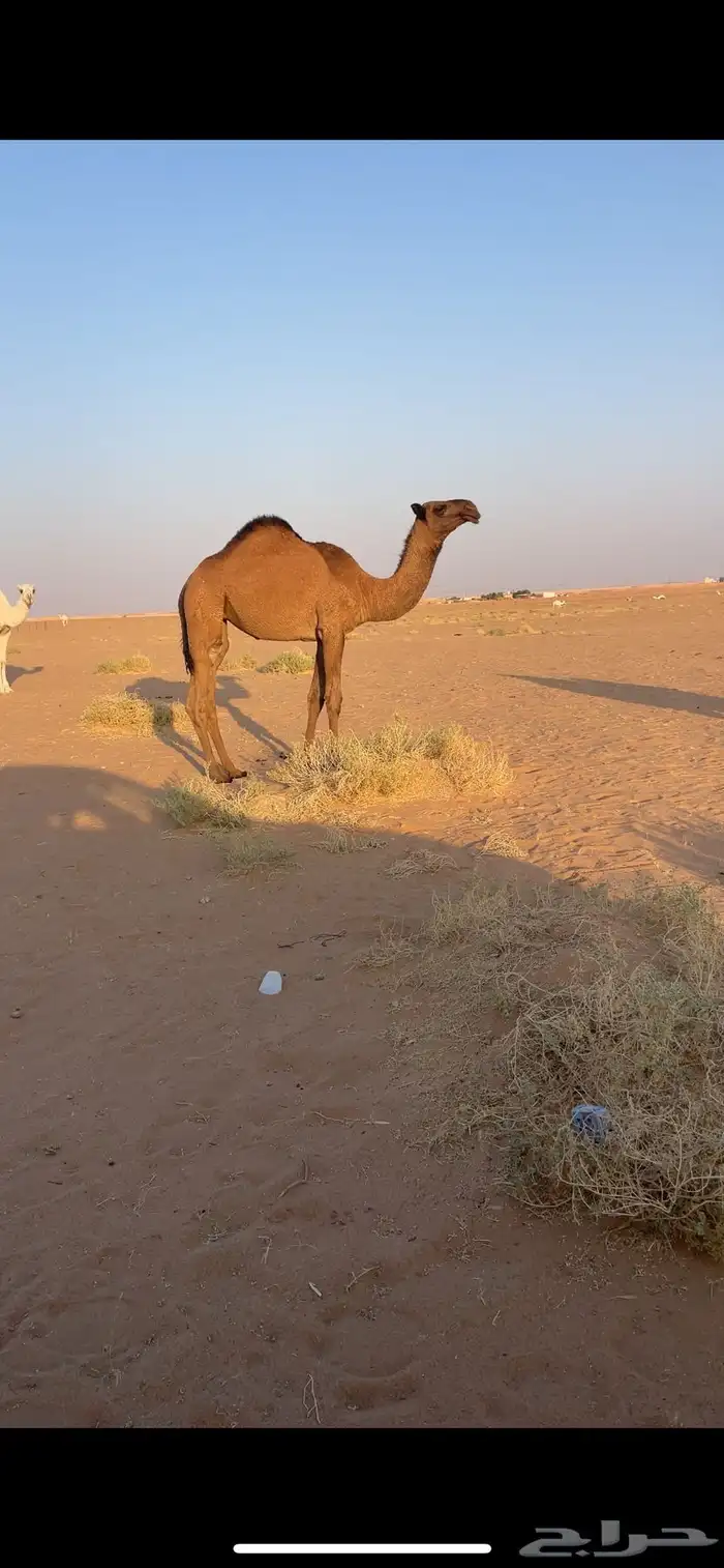 عشرا صفراء 1