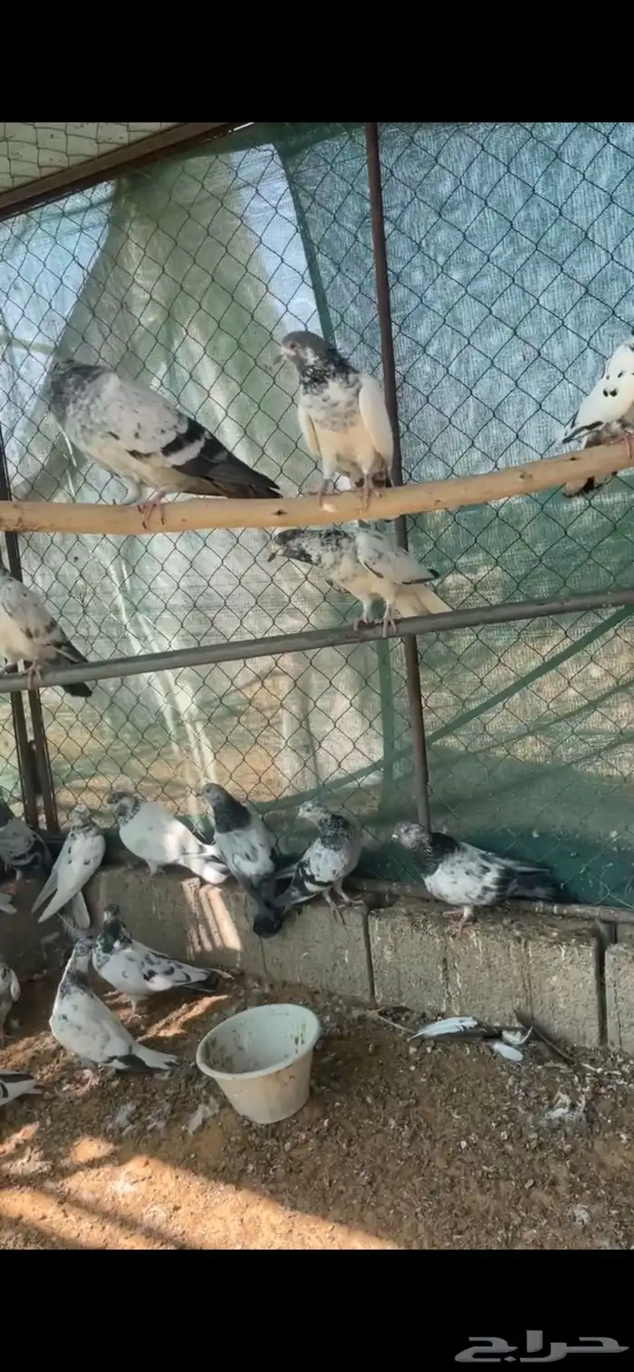 عشة حمام هندي 0