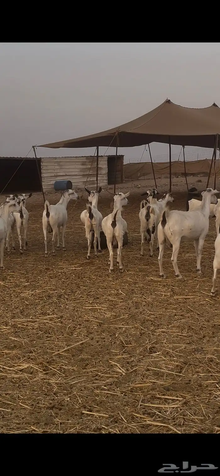 ماعز بيشيات للبيع عدد 69 راس 11