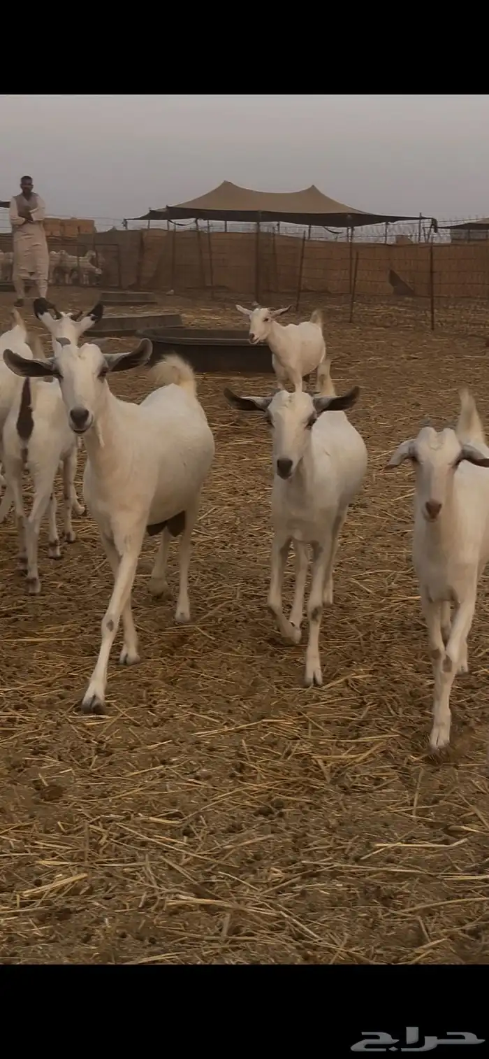 ماعز بيشيات للبيع عدد 69 راس 7