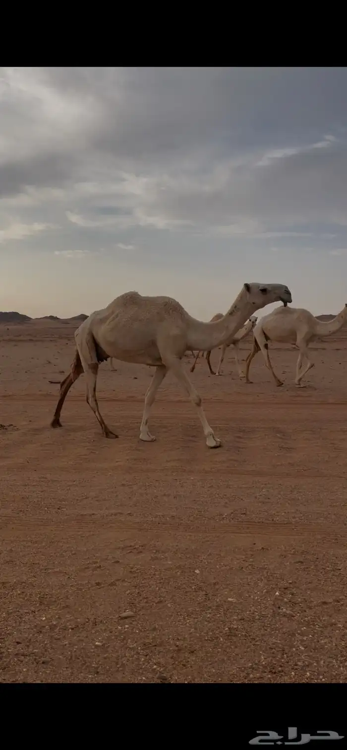 عشراء معها قعود كفو 0