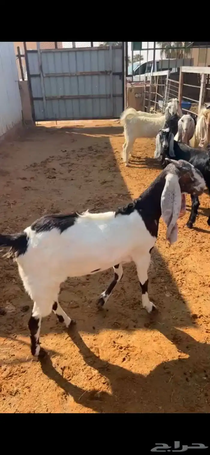 للبيع جفار خصم مقاني طيبه 0