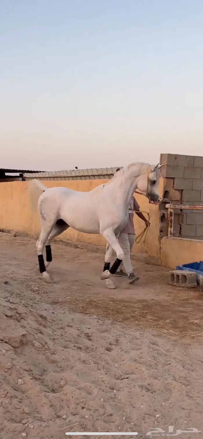 حصان واهو فحل مربط 0