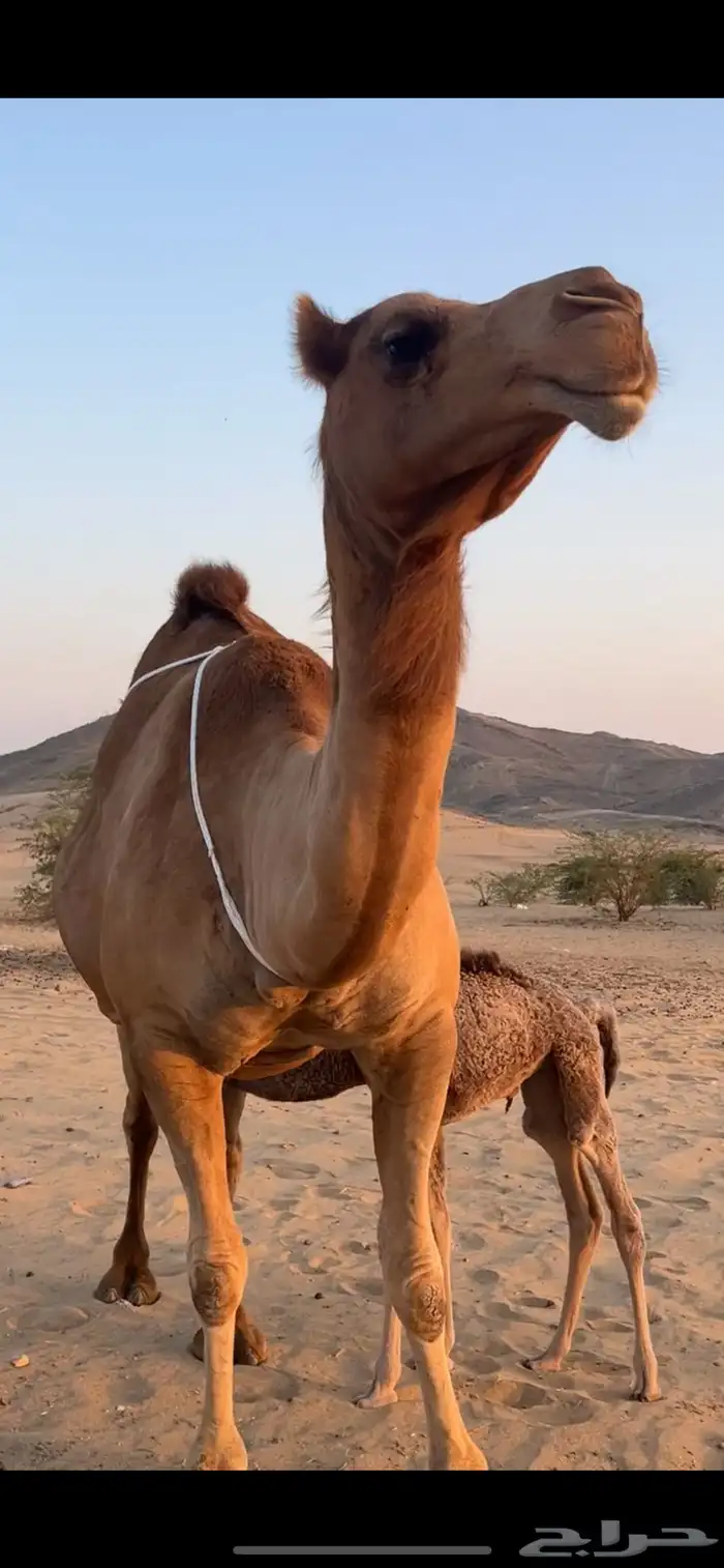 خلفه ساحليه مصغر (( تم البيع )) 6