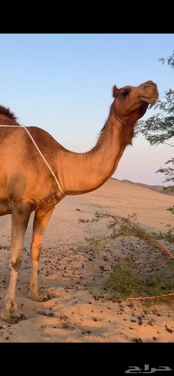 خلفه ساحليه مصغر (( تم البيع )) 5