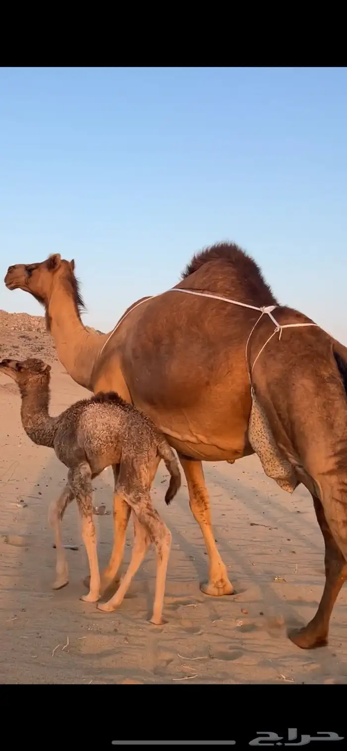 خلفه ساحليه مصغر (( تم البيع )) 4