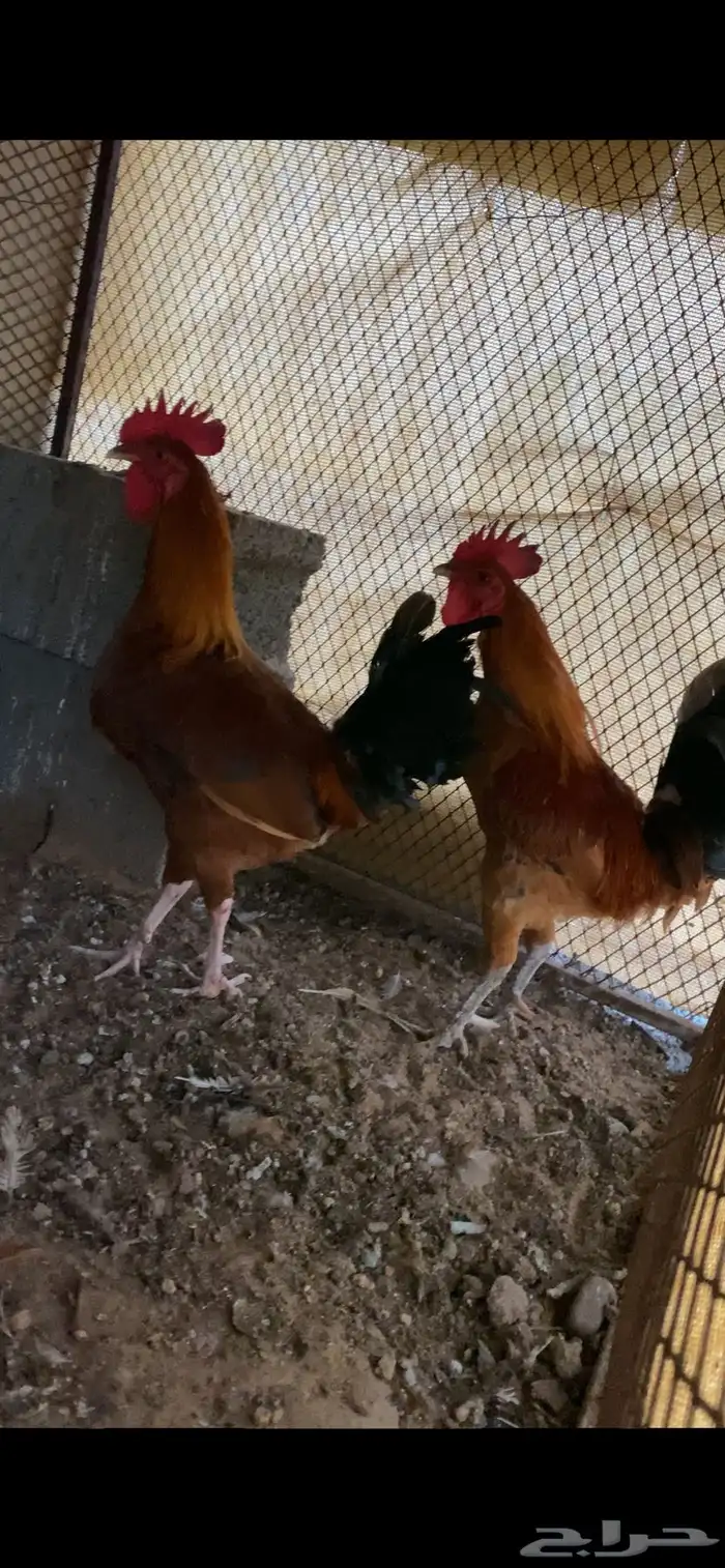 ديكين كفو للبيع 0