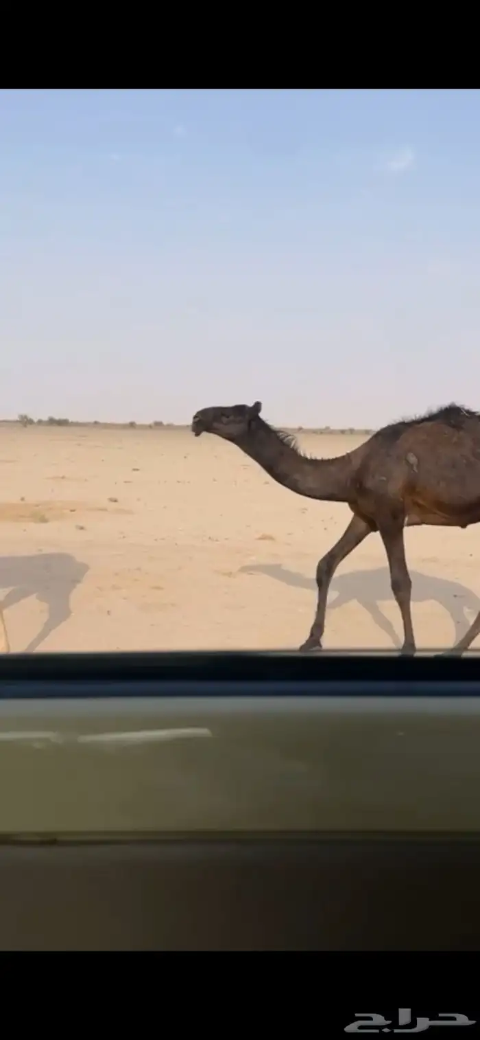 قعود فحل مجهم كفو بالدوادمي 1