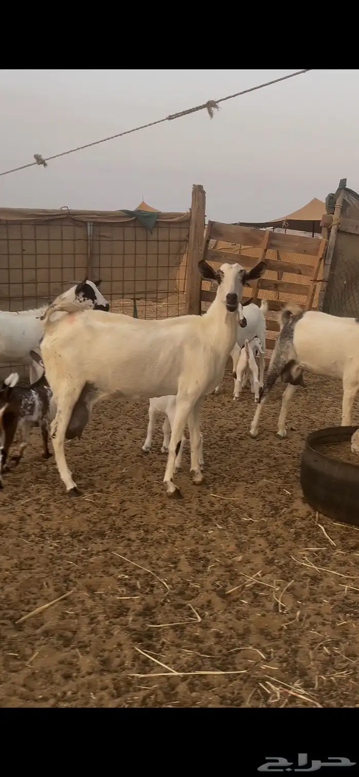 ماعز بيشيات للبيع عدد 69 راس 4