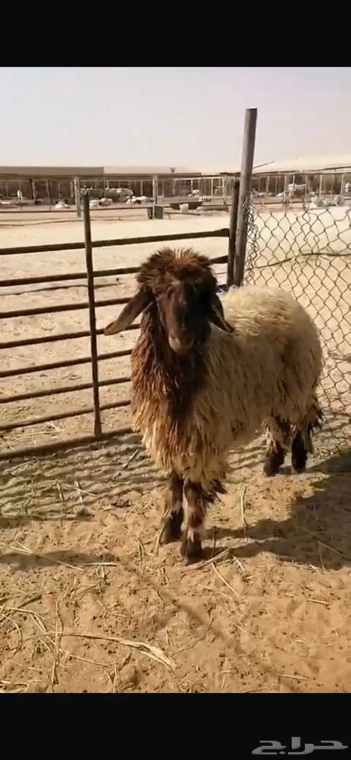 جذعه ذبيحه 0