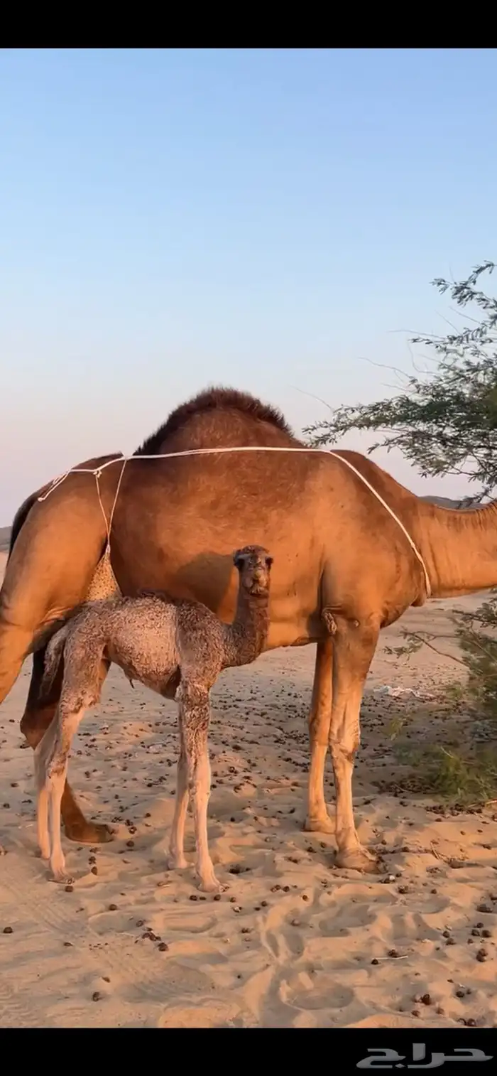 خلفه ساحليه مصغر (( تم البيع )) 7