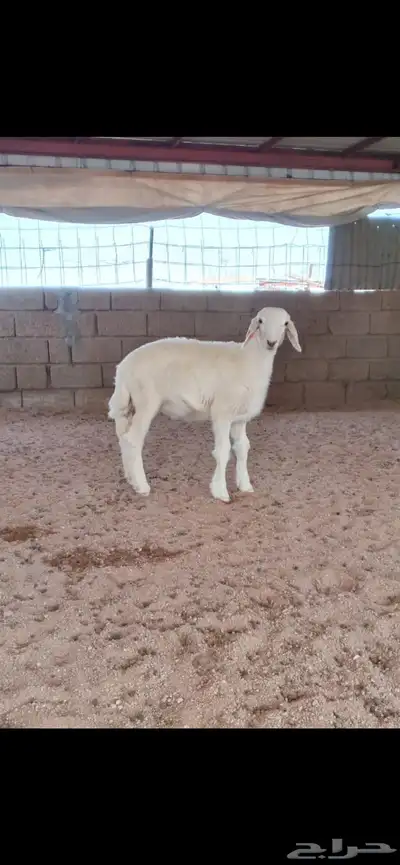 رخل حريه صنف index