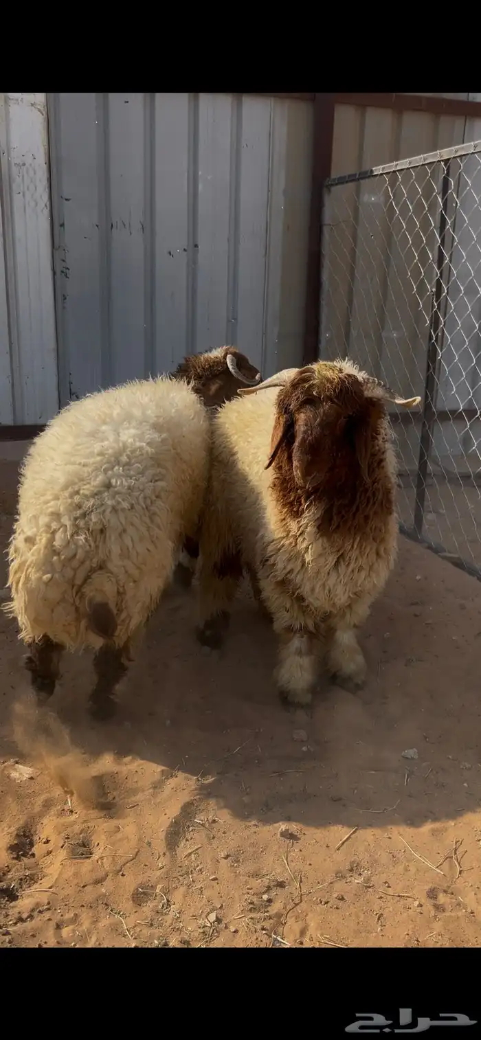 نعيمي طليان 2