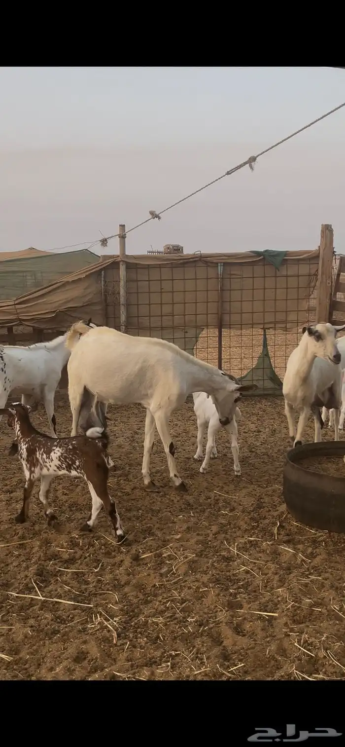 ماعز بيشيات للبيع عدد 69 راس 0