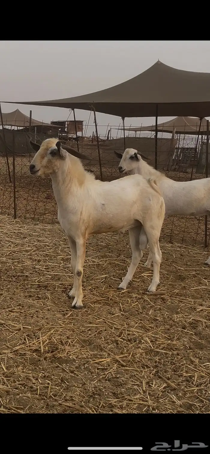 ماعز بيشيات للبيع عدد 69 راس 20