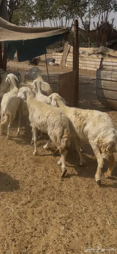 20حريات مراح واحد دفيع حرش ع640ريال الحقو الطيب index