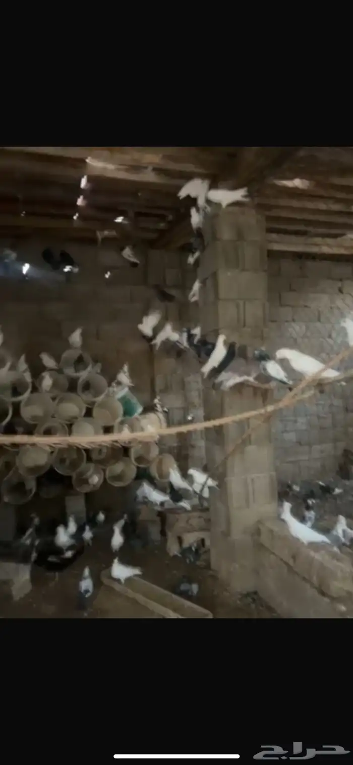 دجاج بياض وحمام منتج للبيع 6