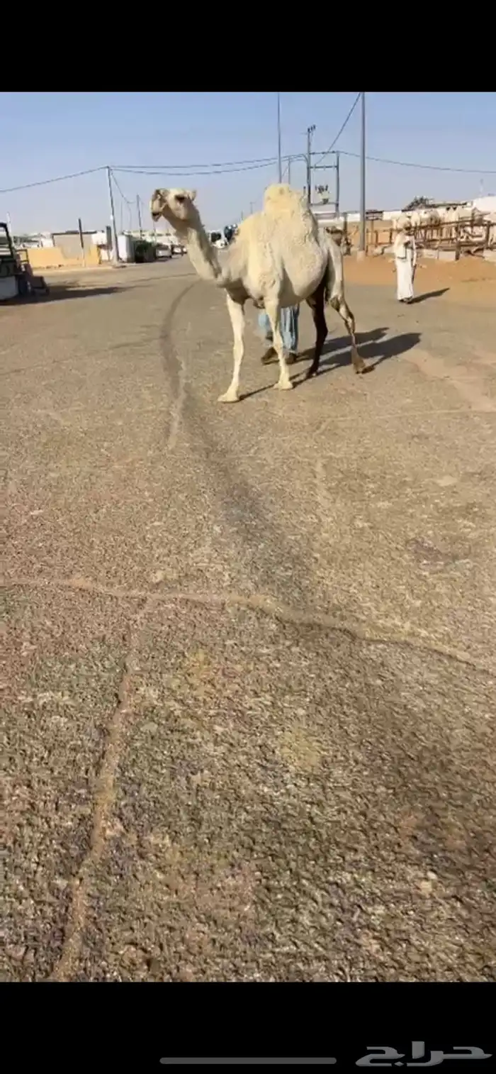 للبيع لقحه وضحاء كفو 0