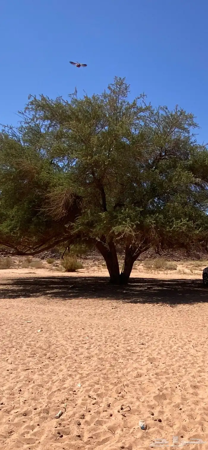 مطلوب أرض بالدخل 0