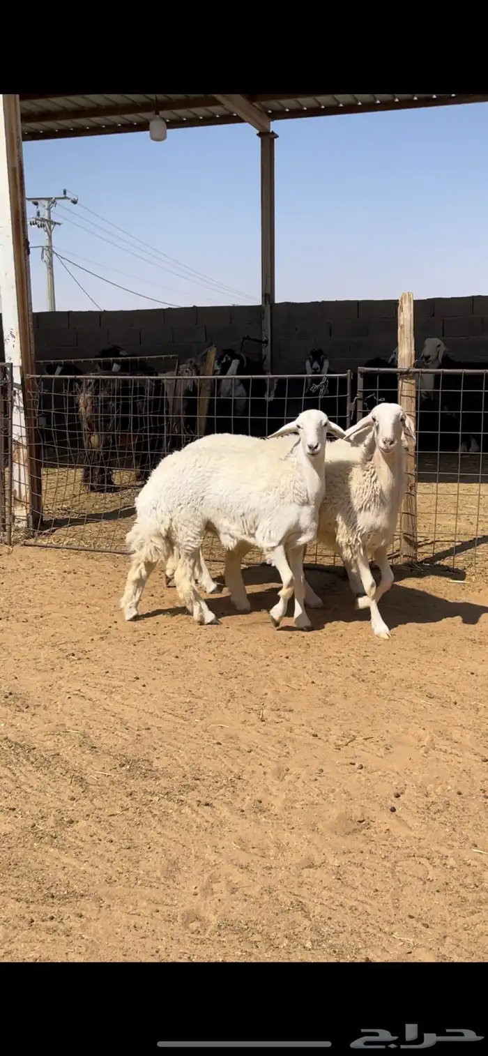 رخال حريات وطلي 0